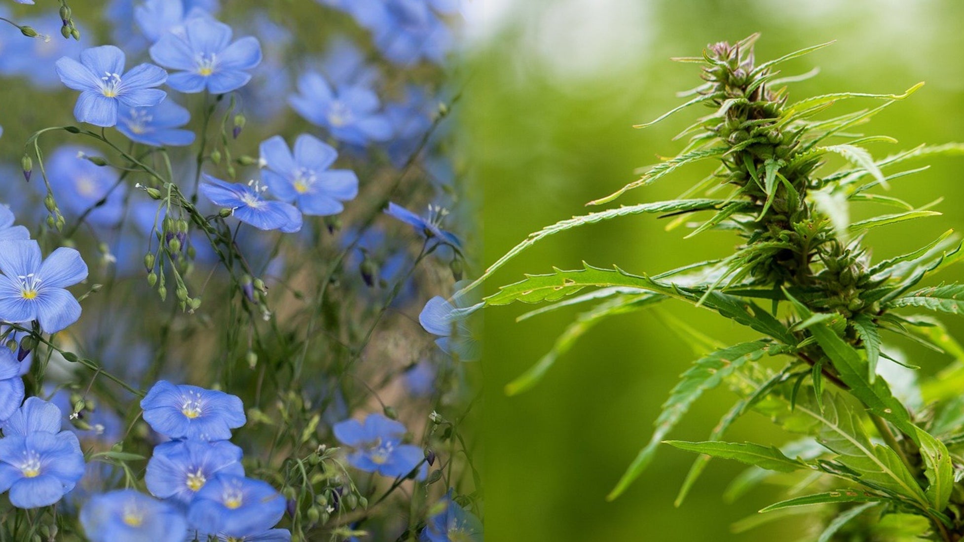 Hemp vs. Linen: A Clear Guide for Consumers